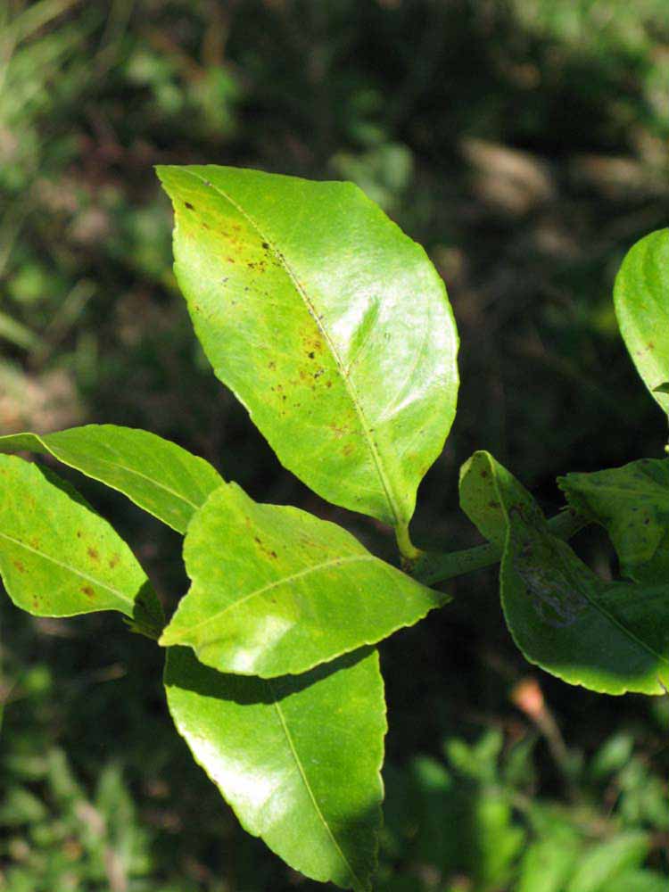              Sun leaves (Winter Haven, FL)       